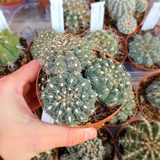 GYMNOCALYCIUM OCHOTERENAE, image 