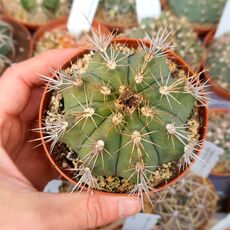 GYMNOCALYCIUM PAEDIOPHILUM, image 