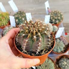 GYMNOCALYCIUM PUNGENS, image _ab__is.image_number.default