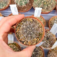 GYMNOCALYCIUM RIOJENSE, image 