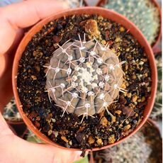 GYMNOCALYCIUM RIOJENSE, image 