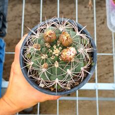 GYMNOCALYCIUM SAGLIONIS, image 