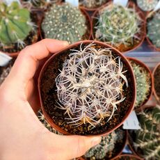 GYMNOCALYCIUM SPEGAZZINII, image 