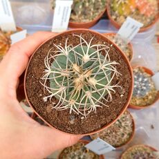 GYMNOCALYCIUM SPEGAZZINII, image , 2 image