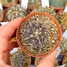 GYMNOCALYCIUM SPEGAZZINII, image 