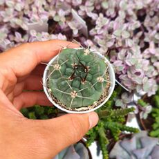 GYMNOCALYCIUM VATTERI, image 