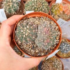 GYMNOCALYCIUM VATTERI HYBRID, image 