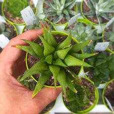 HAWORTHIA CHLORACANTHA, image 