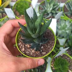 HAWORTHIA COARCTATA F. GREENII, image 