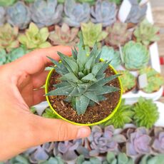 HAWORTHIA GLAUCA, image 