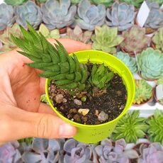 HAWORTHIA GLAUCA V. HERREI, image 