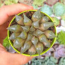 HAWORTHIA MAGNIFICA V. MAJOR, image 