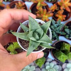 HAWORTHIA SAVANNA, image 