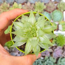 HAWORTHIA TURGIDA GREY GHOST, image , 2 image