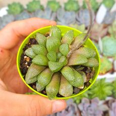 HAWORTHIA TURGIDA V. SUBERECTA, image 