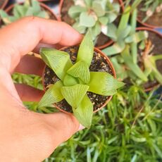 HAWORTHIA BURGUNDY HYBRID, image 