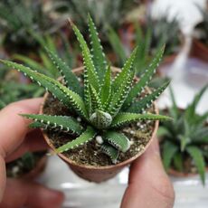 HAWORTHIA FASCIATA, image _ab__is.image_number.default