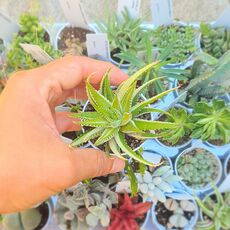 HAWORTHIA FASCIATA VARIEGATA, image 