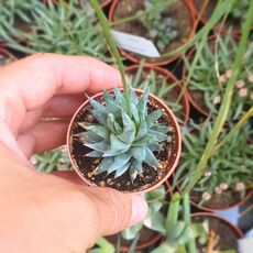 HAWORTHIA GLAUCA, image 