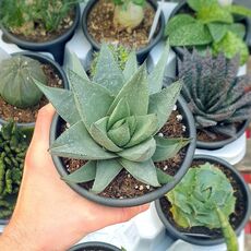 HAWORTHIA SAVANNA, image 