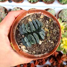 HAWORTHIA TRUNCATA, image 