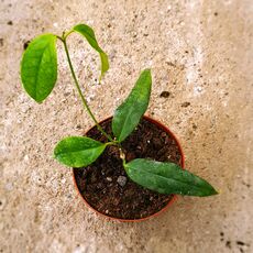 HOYA BUOTII, image 