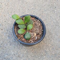 HOYA CARMELAE, image _ab__is.image_number.default