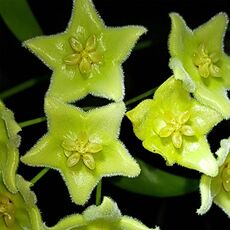 HOYA CHLORANTHA, image 