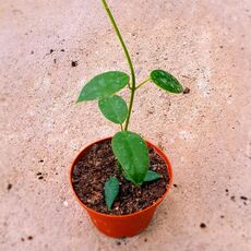 HOYA CORONARIA PINK, image 