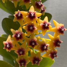 HOYA CUMINGIANA, image 