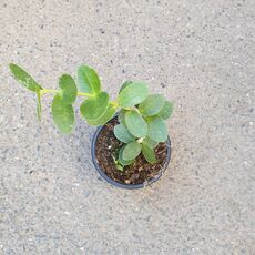 HOYA CUMINGIANA, image , 2 image