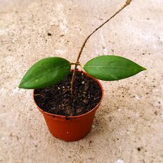 HOYA DANUMENSIS, image 