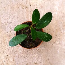 HOYA DIVERSIFOLIA, image 