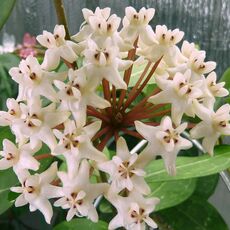 HOYA ELLIPTICA, image 