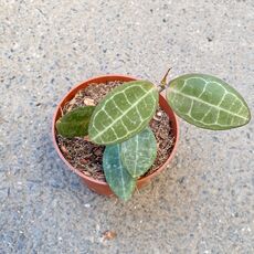 HOYA ELLIPTICA, image , 2 image