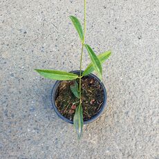 HOYA FILIFORMIS, image _ab__is.image_number.default