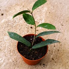 HOYA GRAVEOLENS, image 