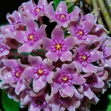 HOYA HANHIAE DEEP VIOLET, image 