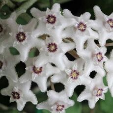 HOYA KANYAKUMARIANA, image 