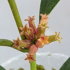 HOYA MANIPURENSIS, image 