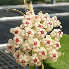 HOYA PACHYCLADA, image 