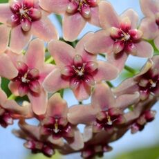 HOYA RUBIDA, image 