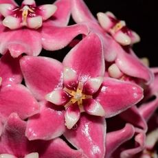 HOYA SUBCLAVA, image 