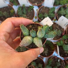 HUERNIA PIERSII, image 