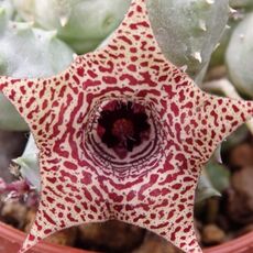 HUERNIA PIERSII, image , 2 image