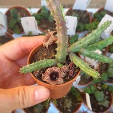 HUERNIA REPENS, image 