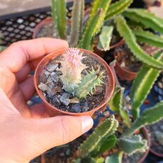 HUERNIA MACROCARPA, image 