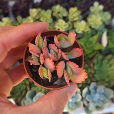 KALANCHOE PINNATA, image 