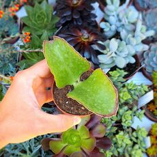 KALANCHOE SYNSEPALA, image 