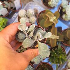 KALANCHOE PUMILA, image 